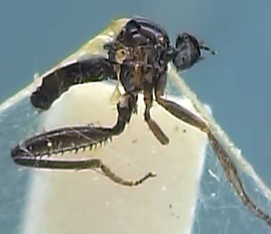 Hybos femoratus